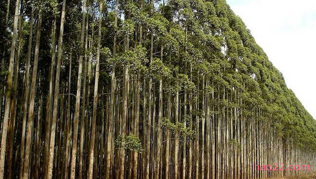 世界上生长速度最快的植物 杂交杨树每年可以生长十英尺 