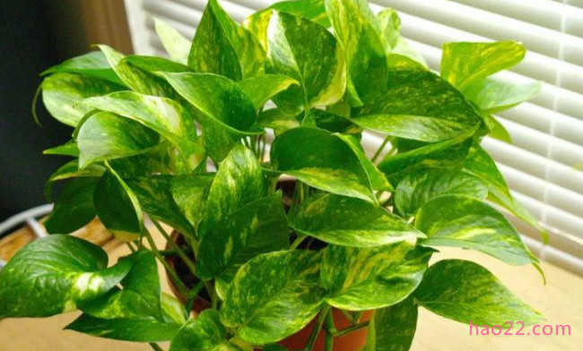 有助清洁空气的十大室内植物 让你的住所保持清新 
