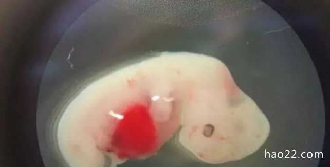 人兽杂交胚胎实验获批 让动物长出人体器官用于移植 