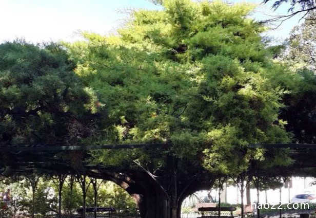 世界十大最美丽的树木 雪曼将军树位居第一 
