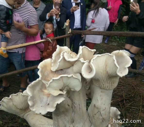 世界上最大的蘑菇 100斤重的蘑菇真是长见识了！ 